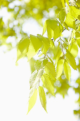 포토 JPG 주간 나무 식물 계절 백그라운드 잎 자연 나뭇잎 풍경 근접촬영 사람없음 야외 아웃포커스 봄 나뭇가지 국내포토 자연요소 뷰포인트 촬영기법 생태계 파일형식