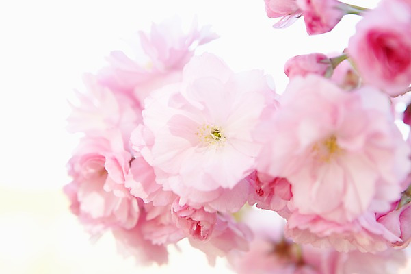 포토 JPG 주간 식물 계절 꽃 분홍색 컬러 백그라운드 꽃백그라운드 봄꽃 자연 풍경 근접촬영 사람없음 야외 아웃포커스 봄 벚꽃 겹벚꽃 국내포토 자연요소 뷰포인트 촬영기법 생태계 파일형식