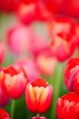 포토 JPG 주간 식물 계절 꽃 컬러 백그라운드 꽃밭 꽃백그라운드 봄꽃 자연 풍경 근접촬영 사람없음 야외 아웃포커스 빨간색 봄 튤립 국내포토 자연요소 뷰포인트 촬영기법 생태계 파일형식