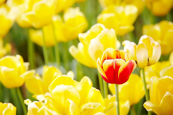 포토 JPG 주간 식물 계절 꽃 컬러 백그라운드 꽃밭 꽃백그라운드 봄꽃 자연 풍경 근접촬영 사람없음 야외 아웃포커스 빨간색 노란색 봄 튤립 국내포토 자연요소 뷰포인트 촬영기법 생태계 파일형식