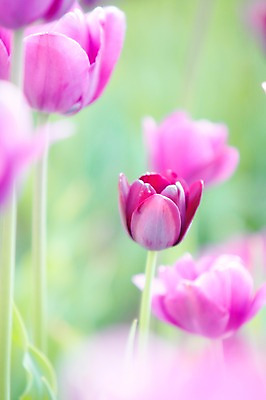 포토 JPG 주간 식물 계절 꽃 컬러 백그라운드 꽃밭 꽃백그라운드 봄꽃 자연 풍경 근접촬영 사람없음 야외 아웃포커스 보라색 봄 튤립 국내포토 자연요소 뷰포인트 촬영기법 생태계 파일형식