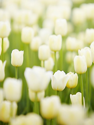 포토 JPG 주간 식물 계절 꽃 컬러 백그라운드 꽃밭 꽃백그라운드 봄꽃 자연 풍경 근접촬영 사람없음 야외 아웃포커스 봄 튤립 흰색 국내포토 자연요소 뷰포인트 촬영기법 생태계 파일형식