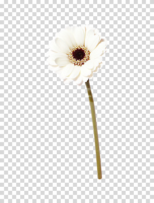 식물 편집이미지 꽃잎 꽃 줄기 한송이 사람없음 한개 흰색 거베라 PNG 편집소스 1 컬러 송이 파일형식