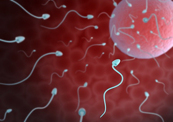 PSD 컬러 백그라운드 이동 신체 여러마리 의학 모션 생명 세포 현미경 사람없음 라이프 그래픽 치료 빨간색 3D소스 3D 조직 생명공학 입체 핵 난자 정자세포 다수 컨셉 실험기구 생활 디지털합성 생식세포 파일형식