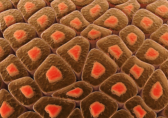 PSD 컬러 백그라운드 무늬 패턴 신체 의학 생명 단면 세포 현미경 사람없음 라이프 그래픽 치료 3D소스 3D 주황색 조직 생명공학 입체 핵 세포분열 실험기구 생활 디지털합성 파일형식