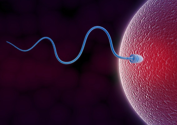 PSD 한마리 백그라운드 이동 신체 의학 모션 생명 세포 현미경 사람없음 라이프 그래픽 치료 3D소스 3D 조직 생명공학 입체 핵 난자 정자세포 1 컨셉 실험기구 생활 디지털합성 생식세포 파일형식