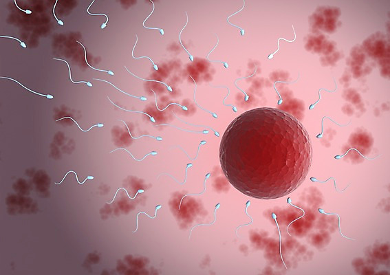 PSD 컬러 백그라운드 신체 의학 생명 세포 현미경 사람없음 라이프 그래픽 치료 빨간색 3D소스 3D 조직 생명공학 입체 실험기구 생활 디지털합성 파일형식