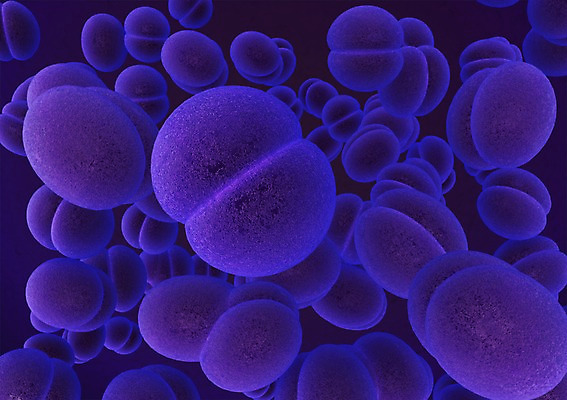 PSD 컬러 백그라운드 신체 의학 생명 세포 현미경 사람없음 라이프 그래픽 치료 3D소스 3D 보라색 조직 생명공학 입체 분열 세포분열 실험기구 생활 디지털합성 파일형식