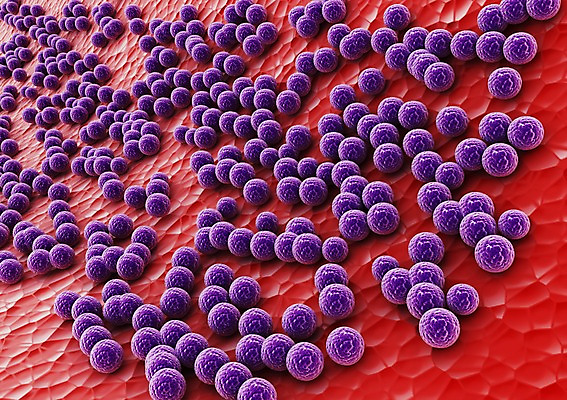 PSD 컬러 백그라운드 신체 의학 생명 세포 현미경 사람없음 라이프 그래픽 치료 빨간색 3D소스 3D 보라색 조직 생명공학 피부 입체 박테리아 실험기구 생활 신체부위 디지털합성 파일형식