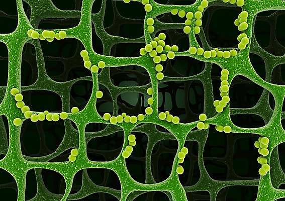 PSD 컬러 백그라운드 신체 의학 생명 세포 현미경 사람없음 라이프 그래픽 치료 초록색 3D소스 3D 조직 생명공학 입체 실험기구 생활 디지털합성 파일형식