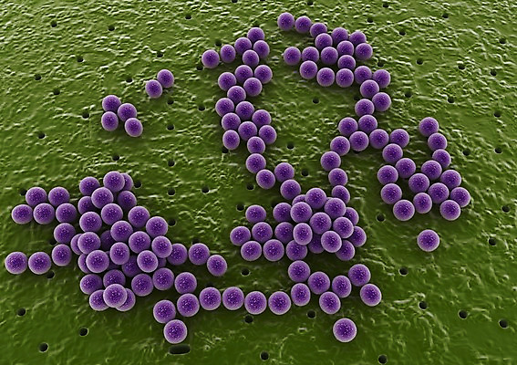 PSD 백그라운드 신체 의학 생명 세포 현미경 사람없음 라이프 그래픽 치료 3D소스 3D 조직 생명공학 입체 실험기구 생활 디지털합성 파일형식