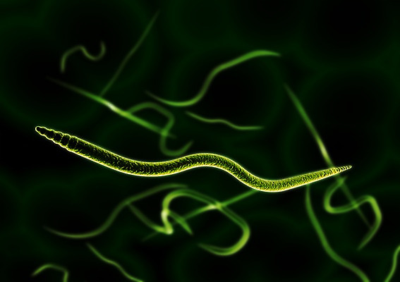 PSD 백그라운드 신체 의학 생명 세포 현미경 사람없음 라이프 그래픽 치료 3D소스 3D 조직 생명공학 입체 박테리아 기생충 실험기구 생활 바이러스 디지털합성 파일형식