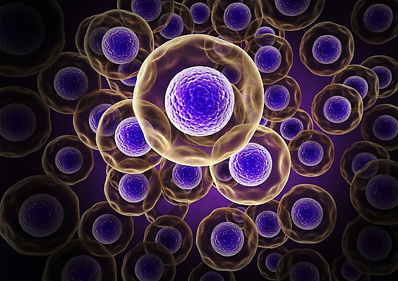 PSD 컬러 백그라운드 신체 의학 생명 세포 현미경 사람없음 라이프 그래픽 치료 3D소스 3D 보라색 조직 생명공학 입체 핵 분열 세포분열 실험기구 생활 디지털합성 파일형식