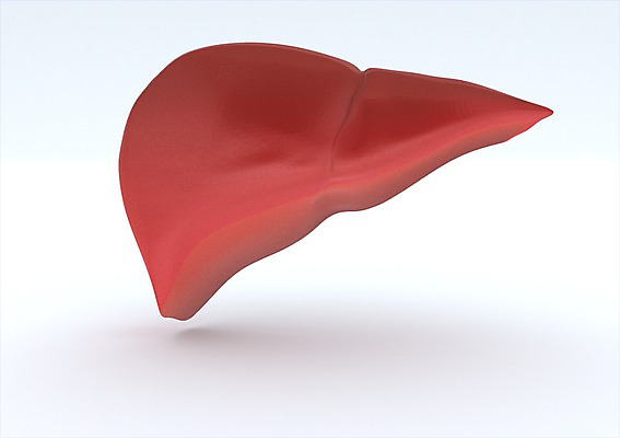 PSD 컬러 신체 의학 건강 사람없음 신체부위 그래픽 치료 빨간색 3D소스 3D 소화기관 장기 입체 간 소화_음식물분해 사람 장기_의학 디지털합성 파일형식