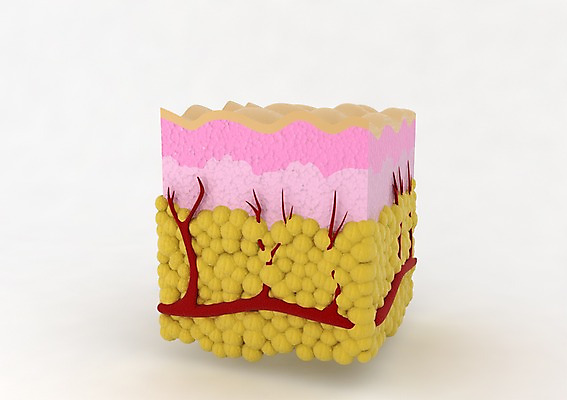 PSD 신체 의학 단면 건강 사람없음 그래픽 치료 3D소스 3D 조직 입체 디지털합성 파일형식