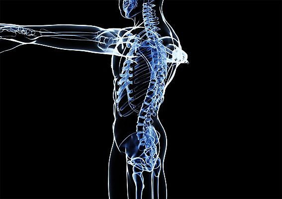 PSD 신체 해부 의학 투시 뼈 골격 엑스레이 건강 병원 사람없음 옆모습 신체부위 그래픽 치료 3D소스 3D 척추 입체 뷰포인트 사람 디지털합성 파일형식