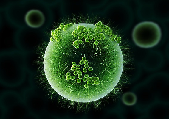 PSD 컬러 백그라운드 신체 의학 생명 세포 현미경 사람없음 라이프 그래픽 치료 초록색 3D소스 3D 조직 생명공학 입체 실험기구 생활 디지털합성 파일형식