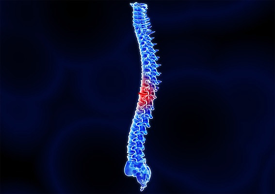 PSD 신체 해부 의학 투시 뼈 골격 엑스레이 건강 병원 사람없음 신체부위 그래픽 치료 3D소스 3D 척추 입체 사람 디지털합성 파일형식