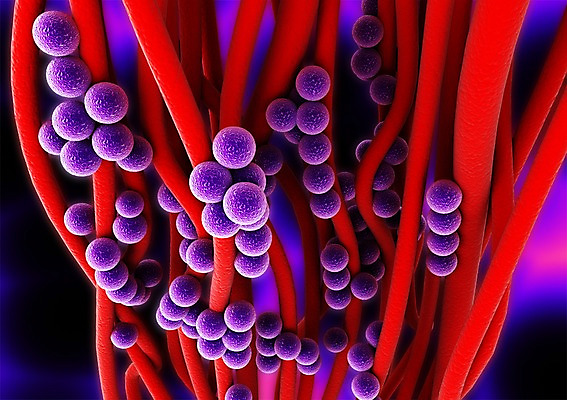 PSD 컬러 백그라운드 신체 의학 생명 세포 현미경 사람없음 라이프 그래픽 치료 빨간색 3D소스 3D 보라색 조직 생명공학 입체 실험기구 생활 디지털합성 파일형식