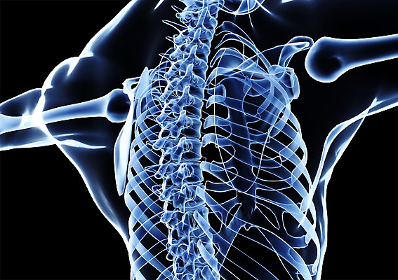 PSD 신체 해부 의학 투시 뼈 골격 엑스레이 건강 병원 사람없음 신체부위 그래픽 치료 3D소스 3D 장기 흉부 가슴 척추 입체 사람 호흡기관 디지털합성 파일형식