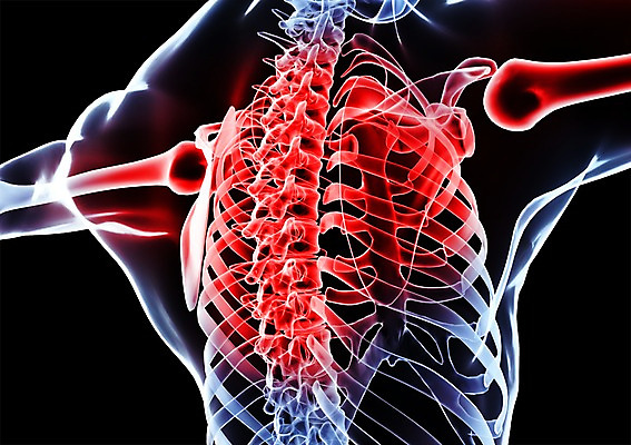 PSD 신체 해부 의학 투시 뼈 골격 엑스레이 건강 병원 사람없음 신체부위 그래픽 치료 3D소스 3D 장기 흉부 가슴 척추 입체 사람 호흡기관 디지털합성 파일형식