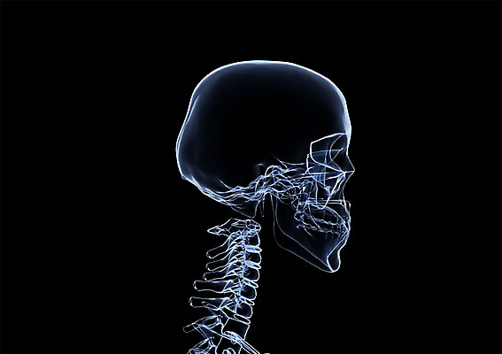 PSD 신체 해부 의학 투시 뼈 해골 골격 엑스레이 건강 병원 사람없음 신체부위 그래픽 치료 머리 3D소스 3D 입체 목 목뼈 사람 디지털합성 파일형식