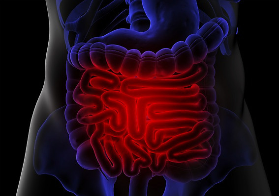 PSD 신체 해부 의학 투시 엑스레이 건강 병원 사람없음 신체부위 그래픽 치료 3D소스 3D 내장 창자 장 장기 입체 대장 소장 복부 사람 소화기관 장기_의학 디지털합성 파일형식