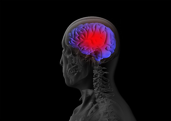 PSD 신체 해부 의학 투시 엑스레이 건강 병원 사람없음 신체부위 그래픽 치료 머리 3D소스 3D 장기 입체 두뇌 뇌 사람 디지털합성 파일형식
