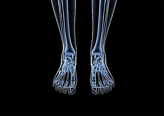 PSD 신체 해부 의학 투시 발 골격 엑스레이 건강 병원 사람없음 신체부위 그래픽 치료 3D소스 3D 다리 입체 발가락 다리뼈 발가락뼈 발뼈 뼈 사람 디지털합성 파일형식