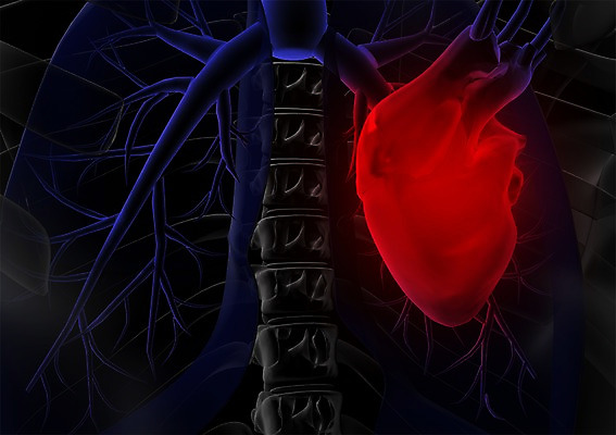 PSD 신체 해부 의학 투시 엑스레이 건강 병원 사람없음 신체부위 그래픽 치료 3D소스 3D 심장 장기 입체 사람 장기_의학 디지털합성 파일형식