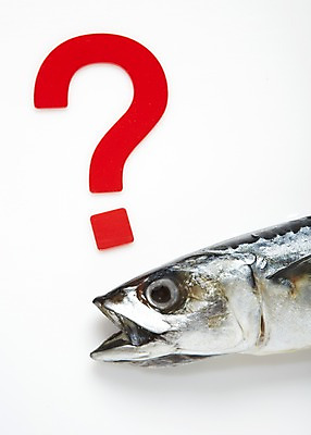 포토 JPG 스튜디오촬영 기호 음식 식재료 실내 건강 관리 어류 사람없음 건강관리 물음표 고등어 건강식품 등푸른생선 국내포토 문자 내부 수중동물 파일형식