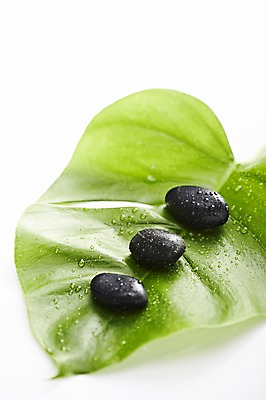 포토 JPG 스튜디오촬영 식물 백그라운드 컨셉 잎 나뭇잎 실내 누끼 근접촬영 사람없음 아웃포커스 물 검은색 돌_바위 조약돌 물방울 신선 광석 일렬 국내포토 자연요소 뷰포인트 컬러 촬영기법 내부 파일형식