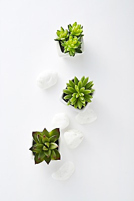 포토 JPG 스튜디오촬영 식물 화분 백그라운드 컨셉 선인장 실내 사람없음 돌_바위 조약돌 광석 국내포토 내부 파일형식