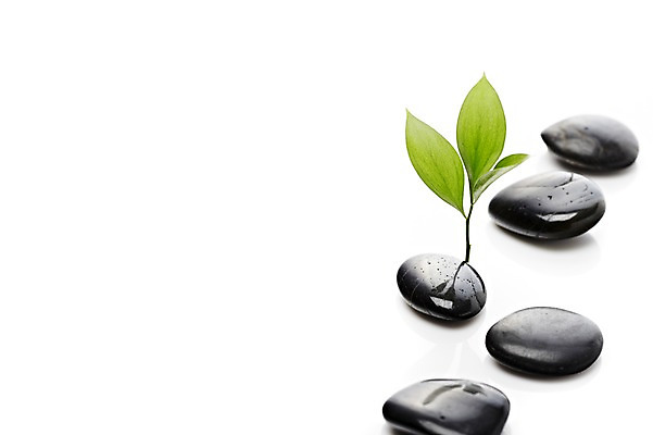 포토 JPG 스튜디오촬영 식물 백그라운드 컨셉 잎 나뭇잎 실내 누끼 사람없음 검은색 돌_바위 조약돌 광석 국내포토 컬러 내부 파일형식