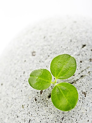 포토 JPG 스튜디오촬영 식물 백그라운드 컨셉 잎 실내 근접촬영 사람없음 아웃포커스 새싹 돌_바위 바위 풀 광석 국내포토 뷰포인트 촬영기법 내부 파일형식