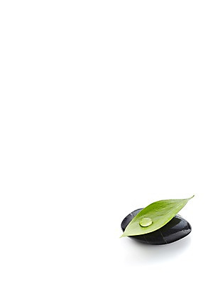 포토 JPG 스튜디오촬영 식물 백그라운드 컨셉 잎 나뭇잎 실내 누끼 사람없음 검은색 돌_바위 조약돌 물방울 광석 국내포토 컬러 내부 파일형식