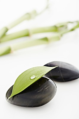 포토 JPG 스튜디오촬영 식물 백그라운드 컨셉 잎 나뭇잎 실내 근접촬영 사람없음 아웃포커스 검은색 돌_바위 조약돌 물방울 광석 죽순 국내포토 뷰포인트 컬러 촬영기법 내부 파일형식