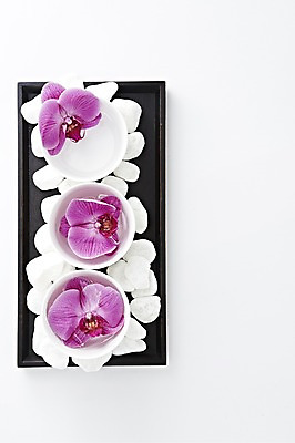 포토 JPG 스튜디오촬영 식물 그릇 식기 꽃 컬러 백그라운드 컨셉 쟁반 실내 사람없음 돌_바위 조약돌 자주색 광석 호접란 국내포토 내부 파일형식