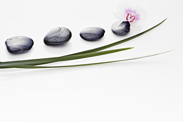 포토 JPG 스튜디오촬영 식물 꽃 백그라운드 컨셉 잎 나뭇잎 실내 근접촬영 사람없음 검은색 돌_바위 조약돌 광석 국내포토 뷰포인트 컬러 내부 파일형식