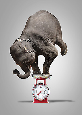 PSD 동물 편집 편집이미지 한마리 포유류 코끼리 저울 사람없음 3D 시곗바늘 무게 용량 편집3D 1 시계 디지털합성 파일형식