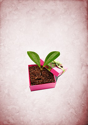 PSD 식물 편집이미지 라이프스타일 캠페인 자연 선물 사람없음 선물상자 상자 새싹 자연보호 환경 그린캠페인 그린에너지 보호 환경보전 이미지편집 컨셉 생활 에너지 사회이슈 생태계 파일형식