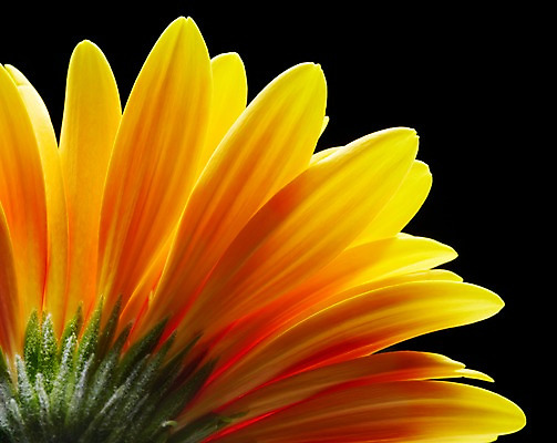 포토 JPG 스튜디오촬영 식물 꽃잎 꽃 컬러 백그라운드 꽃백그라운드 검은배경 실내 근접촬영 사람없음 노란색 거베라 국내포토 뷰포인트 내부 검은색 파일형식