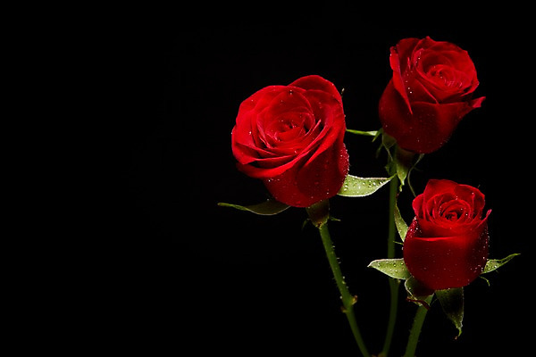 포토 JPG 스튜디오촬영 식물 꽃 컬러 백그라운드 꽃백그라운드 검은배경 실내 사람없음 빨간색 장미 세송이 국내포토 3 내부 검은색 파일형식