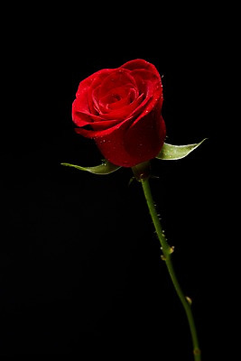 포토 JPG 스튜디오촬영 식물 꽃 컬러 백그라운드 한송이 꽃백그라운드 검은배경 실내 사람없음 빨간색 장미 국내포토 1 내부 검은색 송이 파일형식