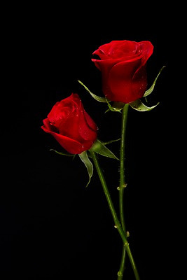 포토 JPG 스튜디오촬영 식물 꽃 컬러 백그라운드 꽃백그라운드 검은배경 실내 사람없음 빨간색 장미 두송이 국내포토 2 내부 검은색 파일형식