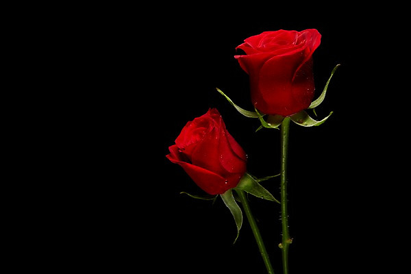 포토 JPG 스튜디오촬영 식물 꽃 컬러 백그라운드 꽃백그라운드 검은배경 실내 사람없음 빨간색 장미 두송이 국내포토 2 내부 검은색 파일형식