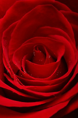 포토 JPG 스튜디오촬영 식물 꽃잎 꽃 컬러 백그라운드 한송이 꽃백그라운드 검은배경 실내 근접촬영 사람없음 빨간색 장미 물방울 국내포토 1 뷰포인트 내부 검은색 송이 파일형식