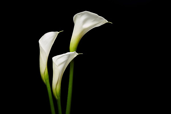 포토 JPG 스튜디오촬영 식물 꽃 컬러 백그라운드 꽃백그라운드 검은배경 실내 사람없음 흰색 카라 세송이 국내포토 3 내부 검은색 파일형식