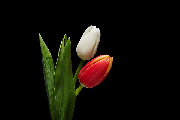 포토 JPG 스튜디오촬영 식물 꽃 컬러 백그라운드 잎 꽃백그라운드 검은배경 실내 사람없음 빨간색 튤립 흰색 두송이 국내포토 2 내부 검은색 파일형식