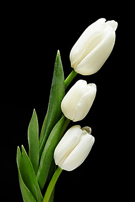 포토 JPG 스튜디오촬영 식물 꽃 컬러 백그라운드 잎 꽃백그라운드 검은배경 실내 사람없음 튤립 흰색 세송이 국내포토 3 내부 검은색 파일형식